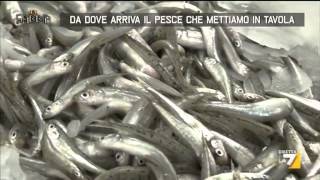 Da dove arriva il pesce che mettiamo in tavola [upl. by Anekam821]