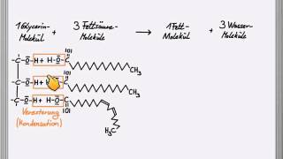 Bildung eines Fettmoleküls [upl. by Arimas969]
