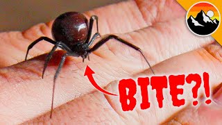 WILL IT BITE Black Widow Challenge Tests Nerves [upl. by Huston326]