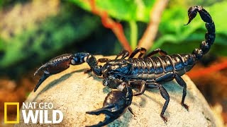 Scorpions dangereux  Armures Animales [upl. by Nywrad659]