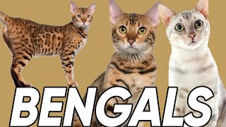 Do You Know These 6 Facts About Bengal Cats [upl. by Catlin601]