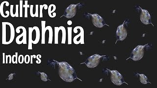 How to Culture Daphnia [upl. by Scrivens]