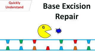 Base excision repair [upl. by Boarer]