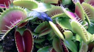 Plantes Carnivores  Dionaea Muscipula 2013 [upl. by Nahgen]