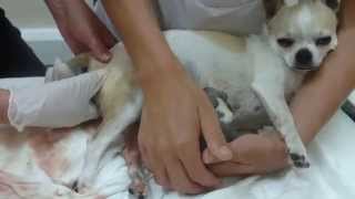 Chihuahua gives birth to a beautiful Puppy Boy [upl. by Eberhart291]