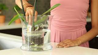 How do I water my Phalaenopsis Orchid [upl. by Cronin984]