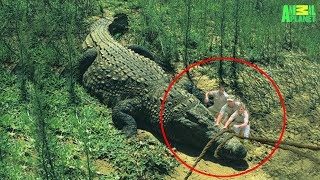 7 Largest Crocodiles Ever Recorded [upl. by Anuayek534]