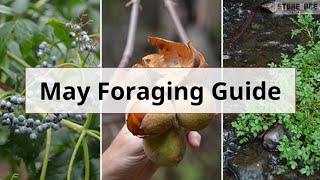 Monthly UK Foraging Guide May [upl. by Grete]