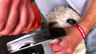 How to trim an alpacas teeth [upl. by Lien]