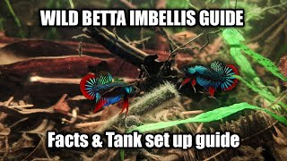 Wild Betta Imbellis species and care guide  FranksBettas [upl. by Otilia]