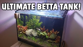 ULTIMATE Betta Fish Aquarium  Betta Fish Tank Care And Info [upl. by Jolyn]