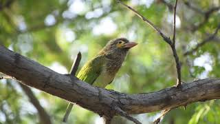 Sounds of Brown headed barbet [upl. by Enohsal]