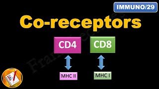 Coreceptors CD4 and CD8 FLImmuno29 [upl. by Ekrub]