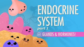 Endocrine System Part 1  Glands amp Hormones Crash Course Anatomy amp Physiology 23 [upl. by Rica344]