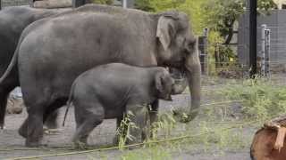 First steps in Elephant Lands [upl. by Amerigo]