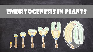 Embryogenesis in Plants  Plant Biology [upl. by Let]