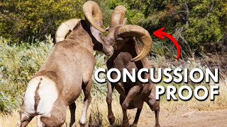 Bighorn Sheep Have Bubble Wrap Brains [upl. by Enoed]