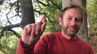 October Mushroom Foraging UK [upl. by Aniteb611]