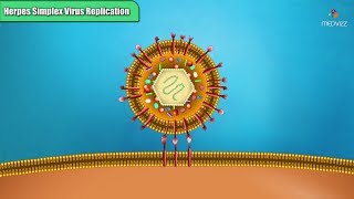 Herpes simplex virus replication Steps  Microbiology Animations [upl. by Yule]