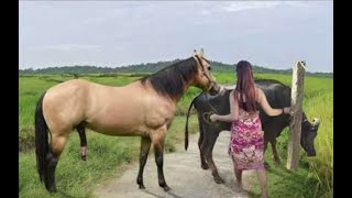 My sister training care her lovely horse in beginner 2021 [upl. by Ignaz]