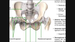 The Sacroiliac Joint Part 1  Major Ligaments amp Structures [upl. by Nylesor]