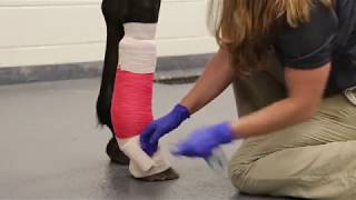 How to apply a lower limb bandage [upl. by Ellenwad]