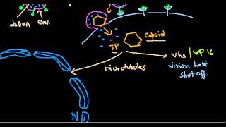 Herpes simplex virus [upl. by Nanreh712]