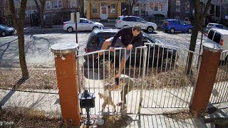 Runner Scales Fence When Pit Bull Attacks [upl. by Luhey]