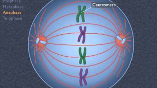 Animation How the Cell Cycle Works [upl. by Aillicsirp]