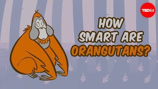 How smart are orangutans  Lu Gao [upl. by Clareta]