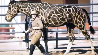 15 Most Incredible Horse Breeds In The World [upl. by Kcirrad]