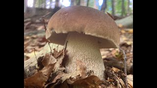 September Mushroom Foraging Course Highlights [upl. by Cochran831]