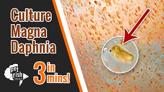 How to culture DAPHNIA MAGNA  The easy way [upl. by Zellner]