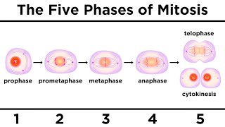 Mitosis How One Cell Becomes Two [upl. by Onfroi]