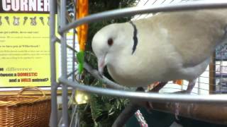 Ring Necked Dove Cooing [upl. by Ayela276]