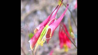 Plant portrait  Columbine Aquilegia canadensis [upl. by Anitsirhc]