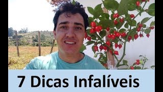 Pimenteiras  7 dicas para ter Sucesso no cultivo [upl. by Cuthbert]