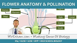 Plant reproduction  Flower anatomy and pollination  GCSE Biology 91 [upl. by Tichonn]