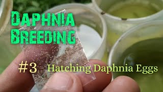 Daphnia Culture made simple and easy 3  Hatching Daphnia eggs [upl. by Akimahc533]