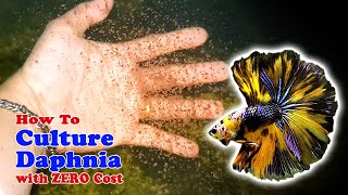 How to Culture Daphnia with ZERO Cost  Unlimited Live Food For Our Fish [upl. by Atirys626]