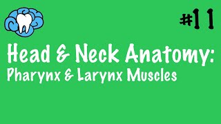 Head amp Neck Anatomy  Pharynx amp Larynx Muscles  INBDE [upl. by Kenti]