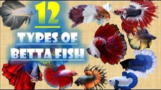 12 Types of Betta Fish [upl. by Kieryt]