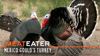 Sonoran SuperBirds Mexico Goulds Turkey  S2E12  MeatEater [upl. by Airotel]