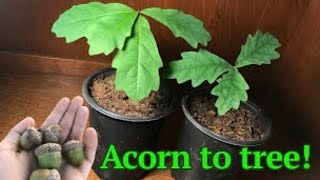 How to grow a White Oak tree from acornseed [upl. by Nivets]