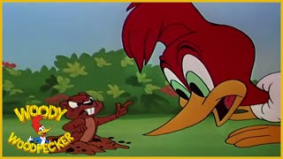 Woody Woodpecker  Wicket Wacky  Full Episodes [upl. by Cresida]