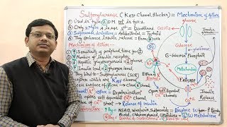 Diabetes Mellitus Part10 Mechanism of Action of Sulfonylurease  Antidiabetic Drugs  Diabetes [upl. by Maisel]