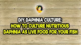 DIY Daphnia Culture How to Culture Nutritious Daphnia as Live Food for Your Fish [upl. by Ahsiloc]