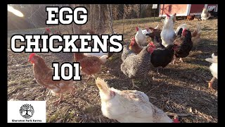 Beginners Guide To Egg Laying Chickens  Egg Chickens 101 [upl. by Karalee235]