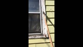 How To Quickly Scrape Paint Off Of A House [upl. by Jessy]