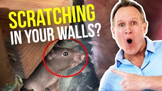 Mice in attic Scratching sounds in walls at night [upl. by Fauver36]